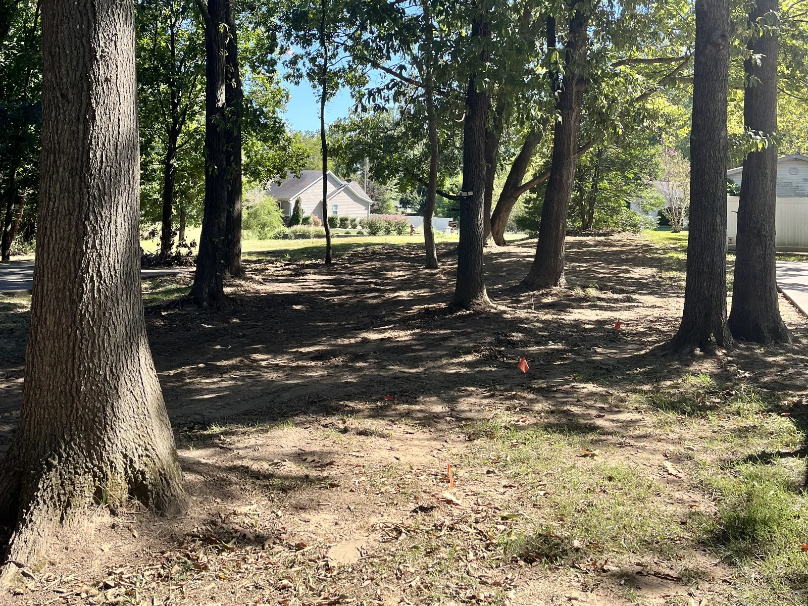 Cleared strip under the trees after brush clearing, with the brush ground down and the trees standing