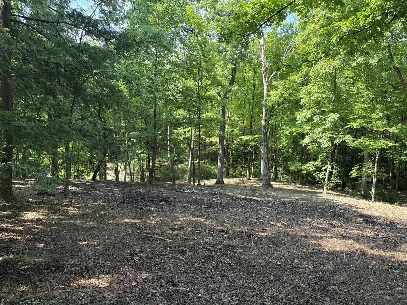Brush Clearing in Cobden, IL