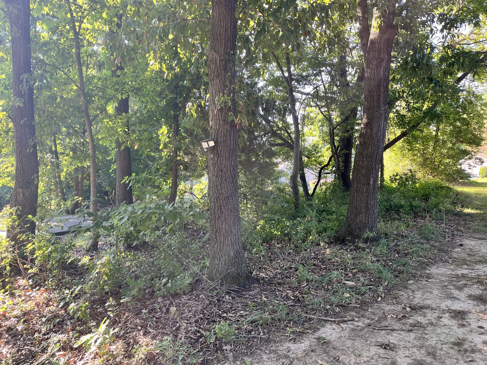 Vines and low brush growing up under the trees along a wooded lot edge before clearing