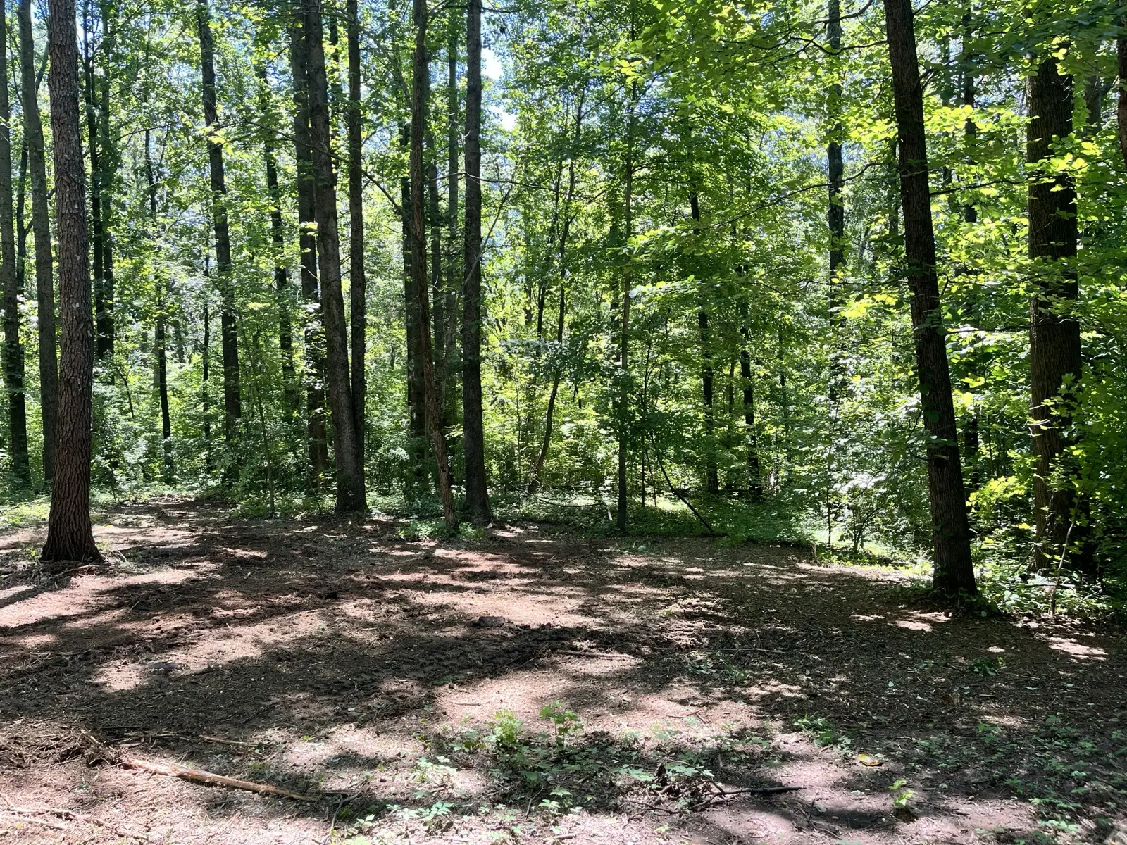 Sunlit woods with the brush ground into mulch after clearing