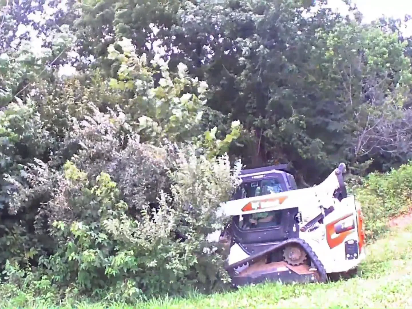 Forestry mulcher cutting into a dense hedge line along a mowed field edge in Southern Illinois