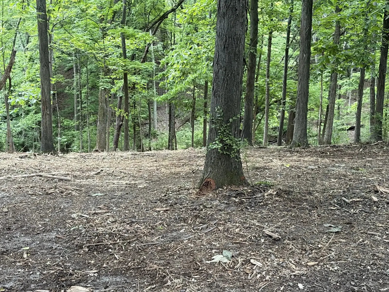 Forestry Mulching in Cobden, IL