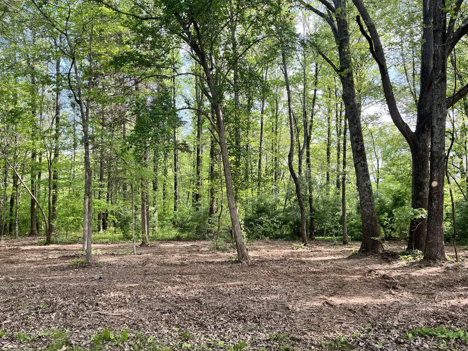 Park-like Southern Illinois woods after land clearing with a clean mulched floor