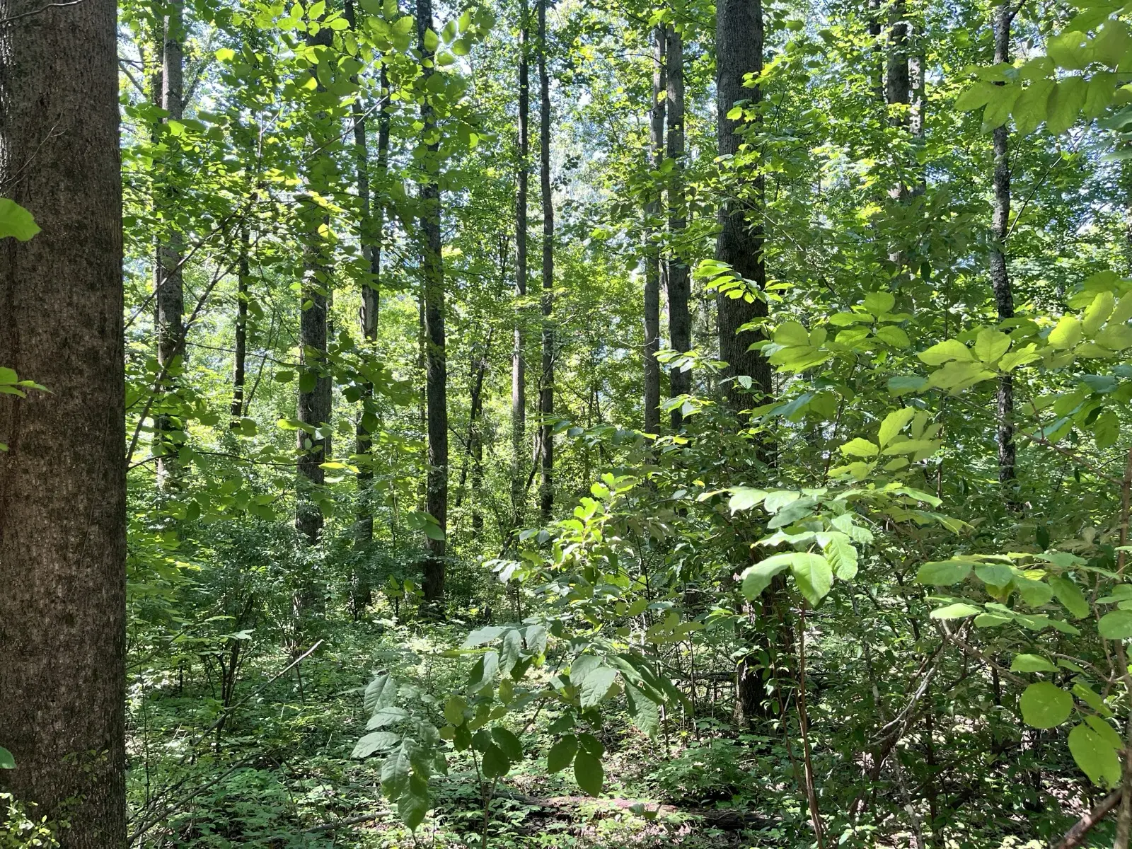 Thick underbrush and saplings before forestry mulching