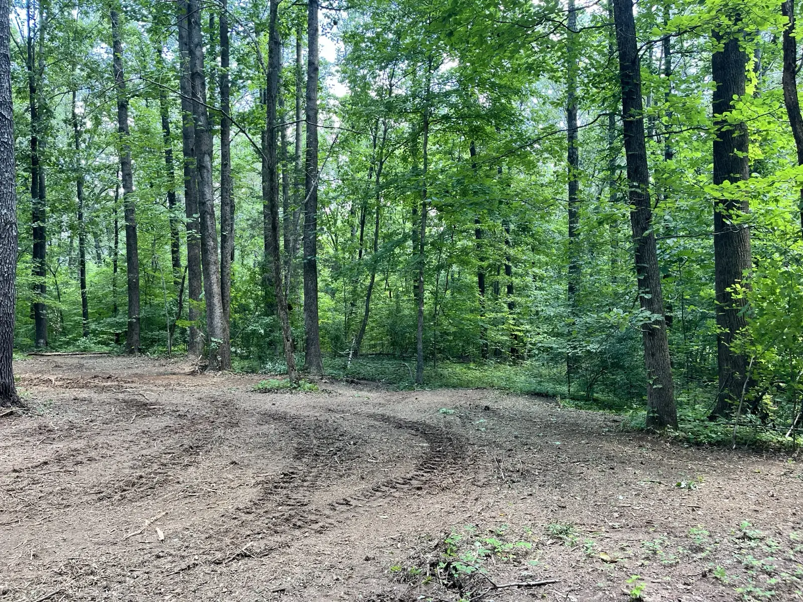 Wooded property with the understory cleared and ground covered in chips